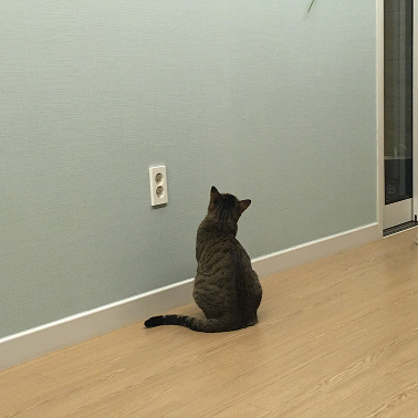 벽을 바라보는 뒷모습의 고양이 호두