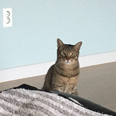 얌전히 앉아서 나를 바라보는 고양이 호두